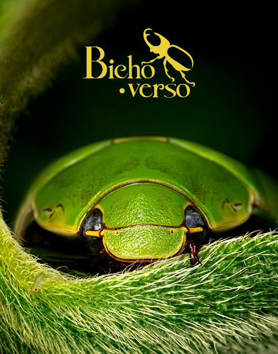 Bicho.verso